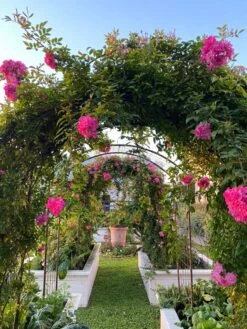 Jardin Rose Arch 7 Jardin Rose Arch -Garden Supplies Sales 2024 38 690 03IN tif