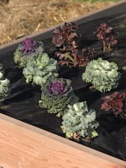 Easy-Plant Weed Block Mulch 5 Easy-Plant Weed Block Mulch -Garden Supplies Sales 2024 40356 219 tif