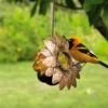 Oriole Jelly Feeder