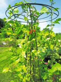 Essex Tuteur, 78" 10 Essex Tuteur, 78" -Garden Supplies Sales 2024 8587861 100 tif