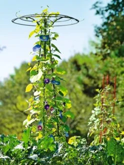 Essex Tuteur, 78" 11 Essex Tuteur, 78" -Garden Supplies Sales 2024 8587861 5028 tif