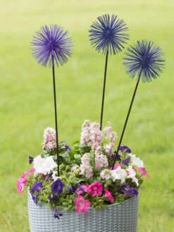 Everbloomin' Alliums, Set Of 3