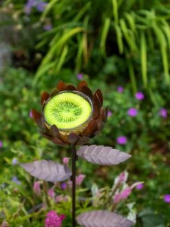 Dahlia Butterfly Feeder -Garden Supplies Sales 2024 8599369 683 tif