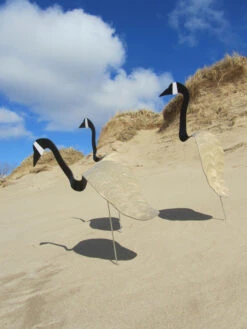 Florida Dancing BirdsĀ®, Canada Goose