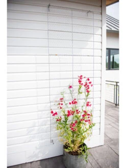 Chicken Wire Wall Trellis -Garden Supplies Sales 2024 8612717 0093